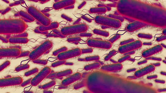 Could A Bacteria Be Behind Your Bloating? Unmasking H. Pylori
