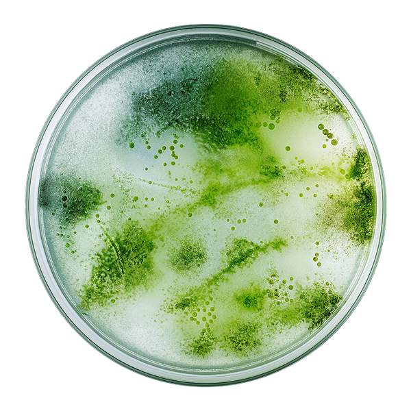 Prebiotics